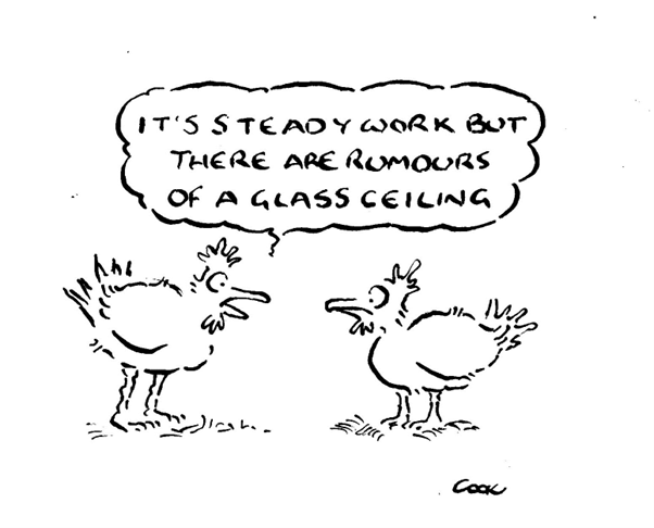 A humorous cartoon that has two Chickens talking to each other with a speech bubble that says: It's steady work but there are rumors of a glass ceiling