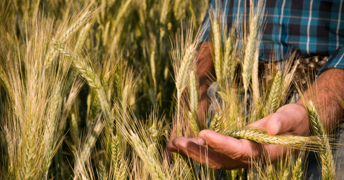 Hands in wheat